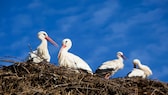 Der Himmel über Brandenburg ist absolut wolkenlos und blau, schöner könnte ein Tag hier im Unesco-Biosphärenreservat „Flusslandschaft Elbe“ kaum sein.