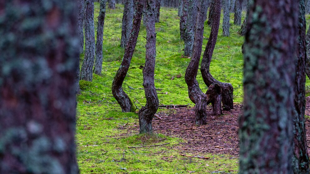 Als wären sie betrunken, oder würden tanzen: die Bäume des „Tanzenden Wald“ in Kaliningrad