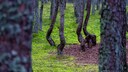 Als wären sie betrunken, oder würden tanzen: die Bäume des „Tanzenden Wald“ in Kaliningrad