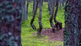 Als wären sie betrunken, oder würden tanzen: die Bäume des „Tanzenden Wald“ in Kaliningrad