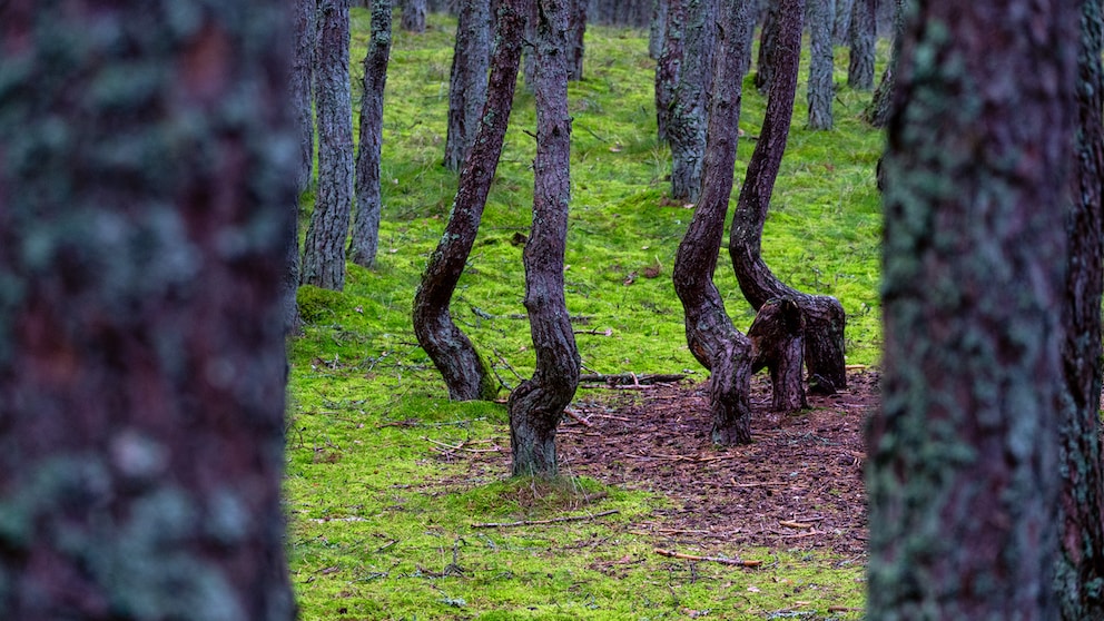 Als wären sie betrunken, oder würden tanzen: die Bäume des „Tanzenden Wald“ in Kaliningrad