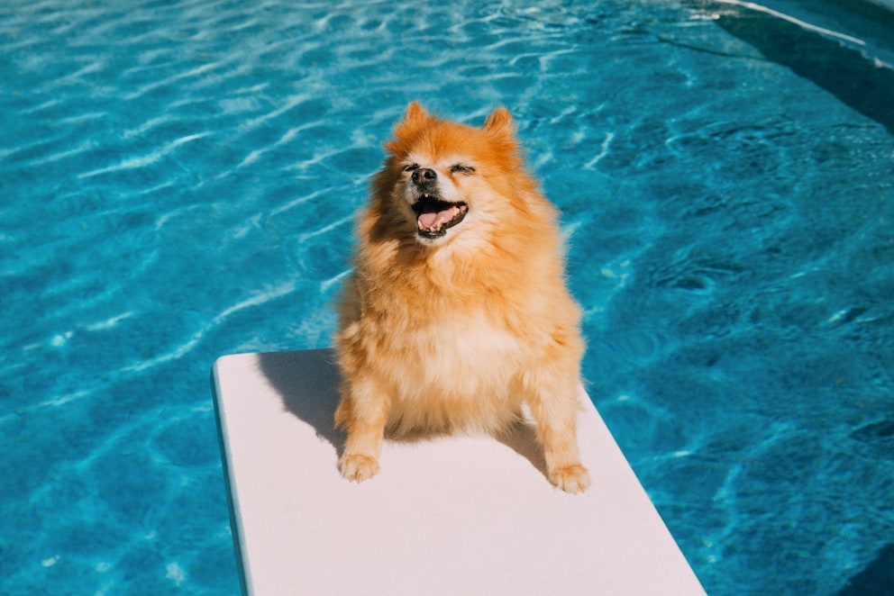 Spitz sitzt am Swimmingpool