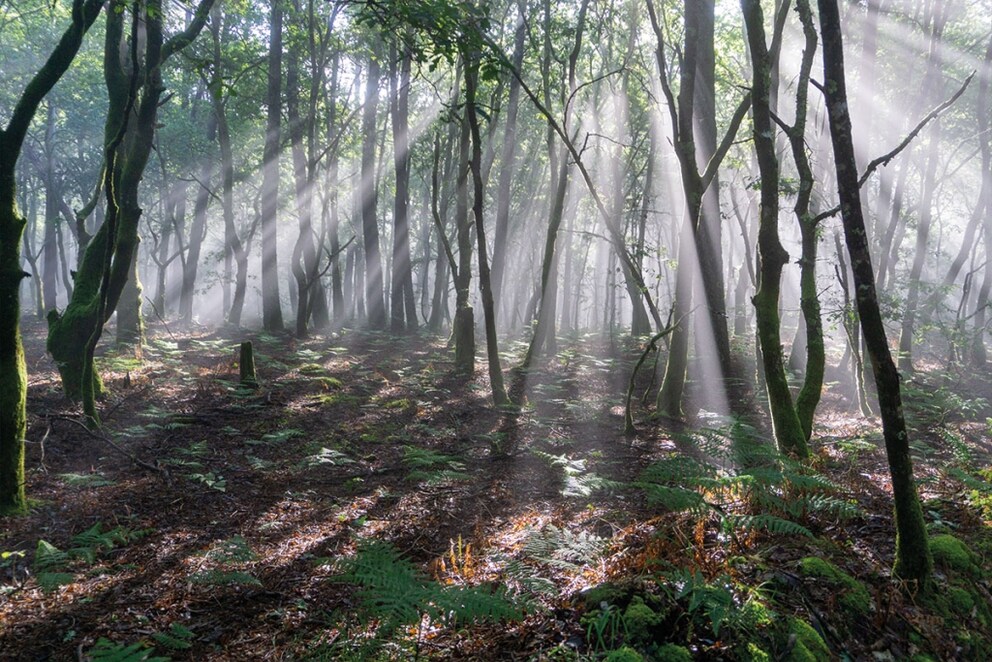 Morgens bricht die Sonne durch den nebligen Wald