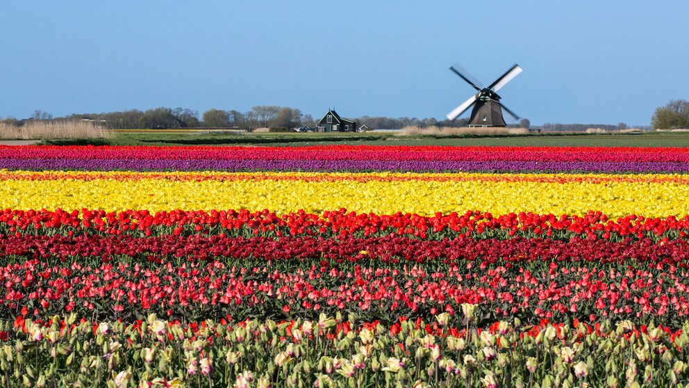Fast 14 Millionen Touristen kommen jährlich nach Holland, davon allein 3,9 Millionen Deutsche.
