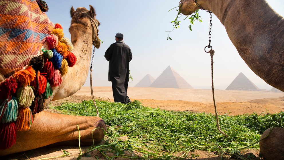 Mann mit Kamelen in Ägypten