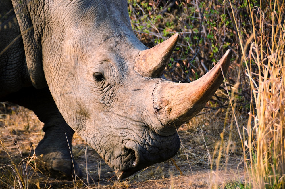 Breitmaulnashorn im Waterberg Plateau Park