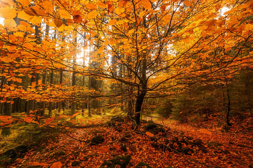 Besonders die Wälder bei Braunlage in Niedersachsen bieten ein atemberaubendes Naturschauspiel im Herbst