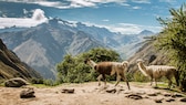 Peru ist einfach atemberaubend! Nicht nur wegen der dünnen Andenluft, sondern auch wegen seiner Sehenswürdigkeiten der Superlative