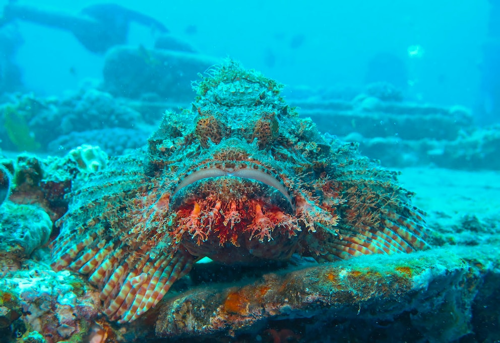 Thistlegorm Wrack