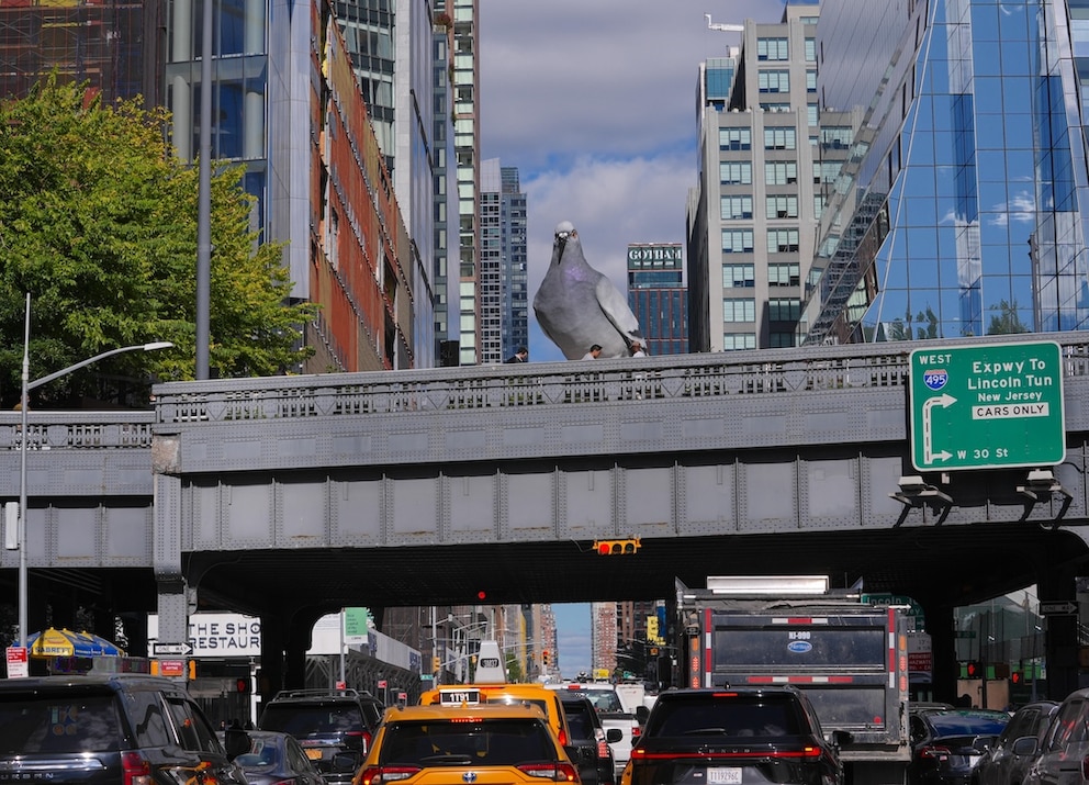 Von der New Yorker High Line aus hat die Taube „Dinosaur“ alles bestens im Blick