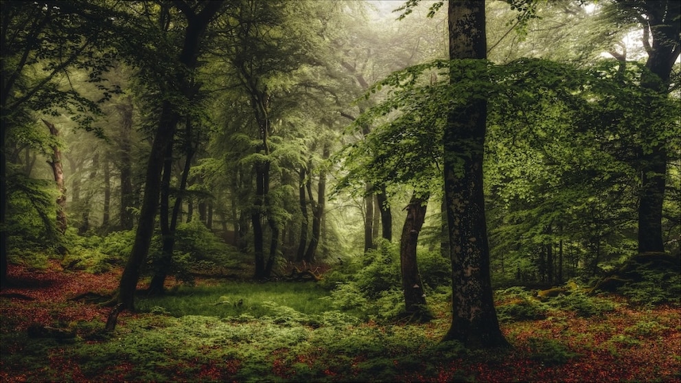 The Rold Skov forest in Denmark has a special charm, especially in autumn