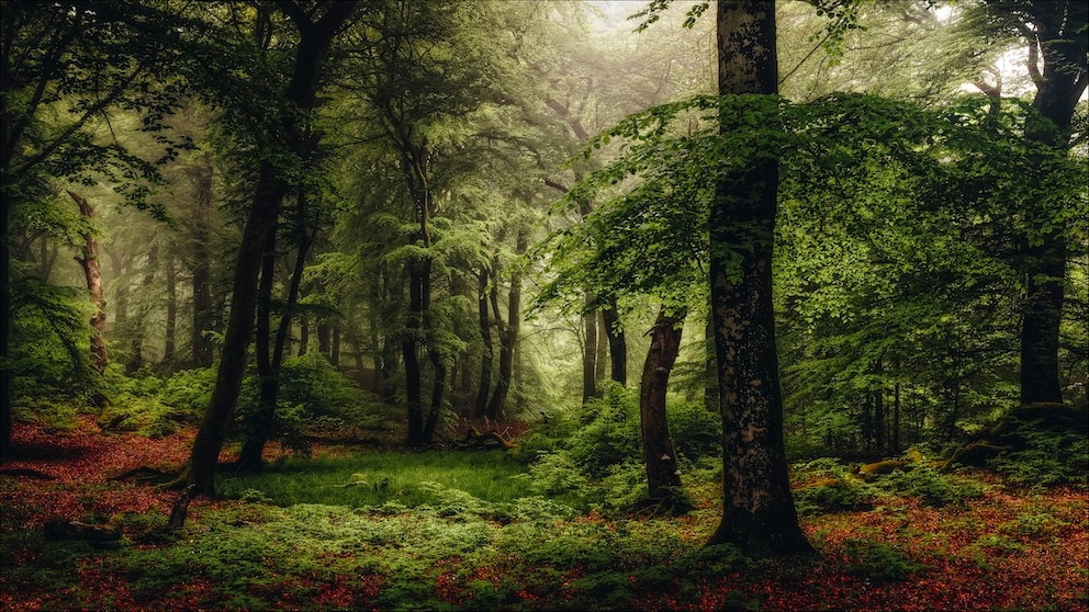 Der Rold Skov Wald in Dänemark hat besonders im Herbst einen ganz besonderen Charme