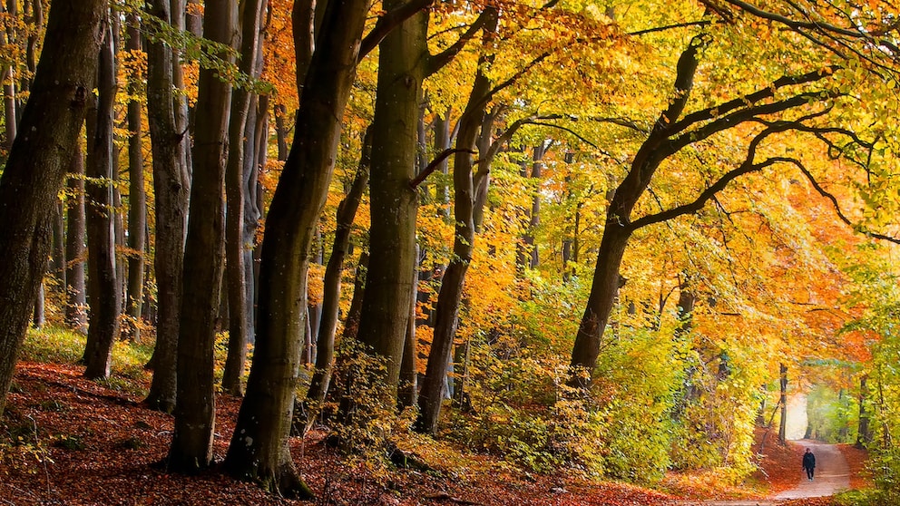 Ist der Herbst so golden wie dieses Jahr, macht das Wandern besonders viel Spaß