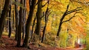 Ist der Herbst so golden wie dieses Jahr, macht das Wandern besonders viel Spaß
