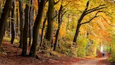 Ist der Herbst so golden wie dieses Jahr, macht das Wandern besonders viel Spaß