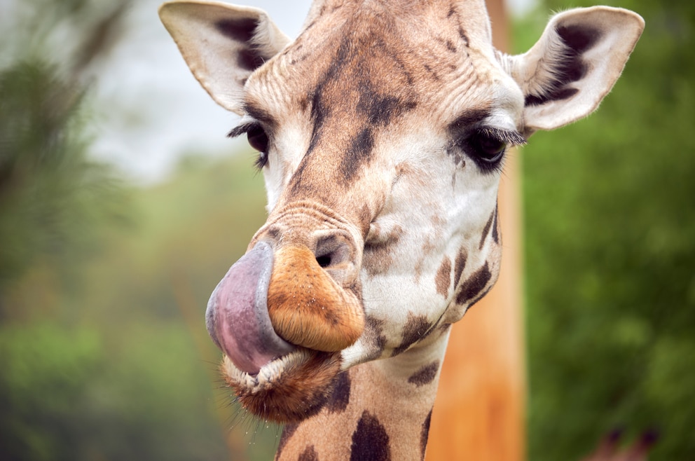 Der Prager Zoo ist der größte Zoo Tschechiens 