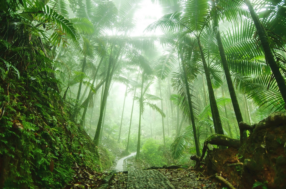 El Yunque National Forest ist ein tropischer Regenwald im Nordosten Puerto Ricos