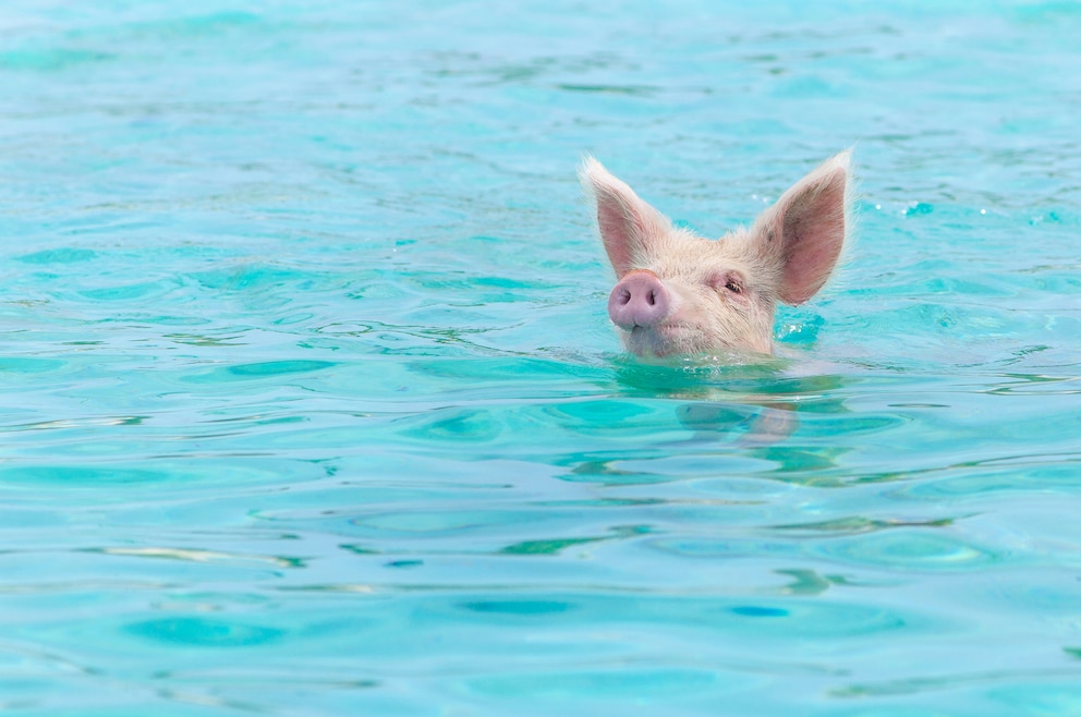 Die Bahamas sind eine karibische Inselgruppe südöstlich von Florida und nördlich von Kuba im Atlantik