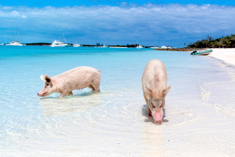 Der Pig Beach ist ein Strand mit schwimmenden Schweinen auf der unbewohnten Insel Big Major Cay im Distrikt Exuma der Bahamas