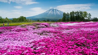 Blick auf den blumenreichen Mishima's Shibazakura Garden im Südwesten von  Hokkaidō, im Hintergund der aktive Vulkan Yōtei-zan