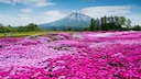 Blick auf den blumenreichen Mishima's Shibazakura Garden im Südwesten von  Hokkaidō, im Hintergund der aktive Vulkan Yōtei-zan