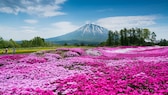 Blick auf den blumenreichen Mishima's Shibazakura Garden im Südwesten von  Hokkaidō, im Hintergund der aktive Vulkan Yōtei-zan