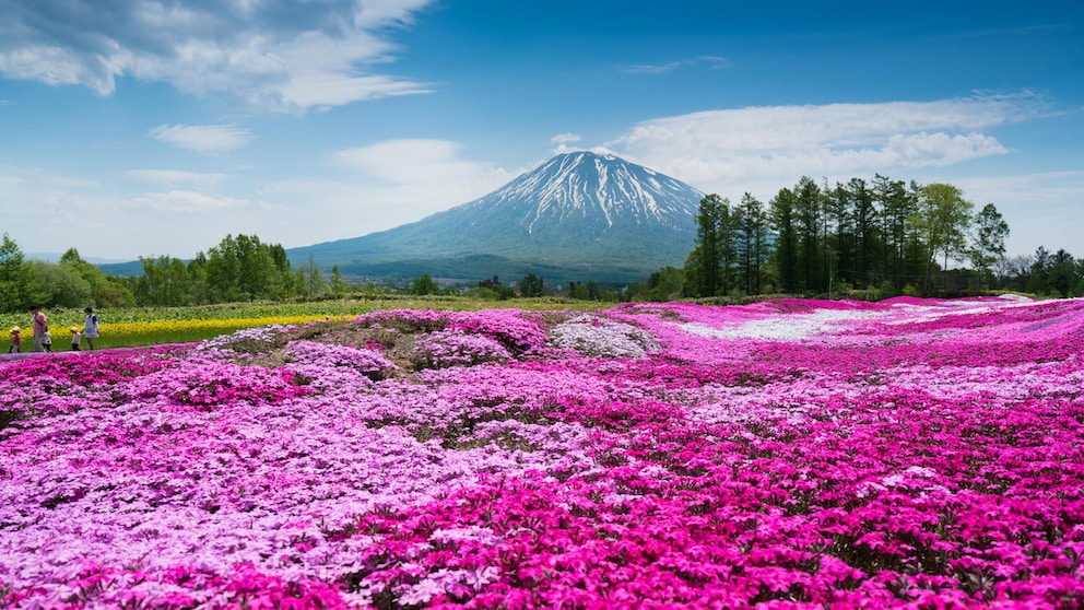 Blick auf den blumenreichen Mishima's Shibazakura Garden im Südwesten von  Hokkaidō, im Hintergund der aktive Vulkan Yōtei-zan