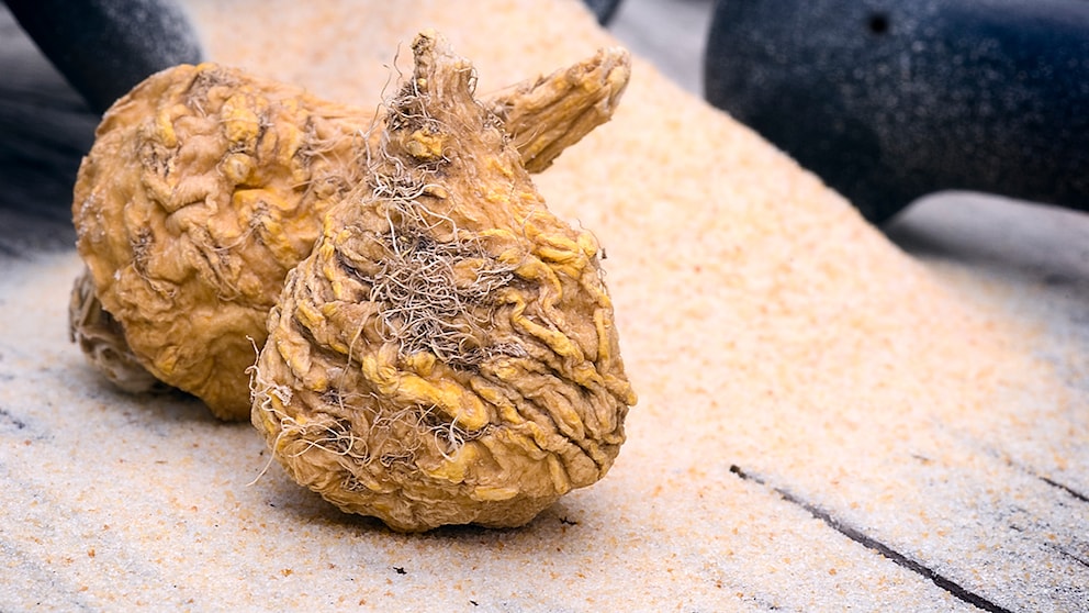 Maca