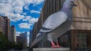 Die 5 Meter hohe Aluminium-Tauben-Skulptur des Bildhauers Ivan Argoste ist im berühmten New Yorker Hochpark The Highline gelandet