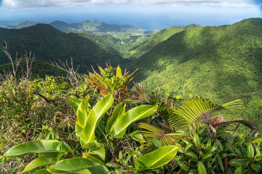 Der Morne-Trois-Pitons-Nationalpark im Nordwesten der Insel Dominica