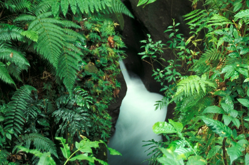 Titou Gorge ist eine Schlucht auf Dominica