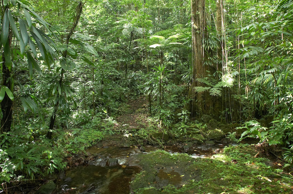 Teil des Waitukubuli National Trail, WNT, in Dominica