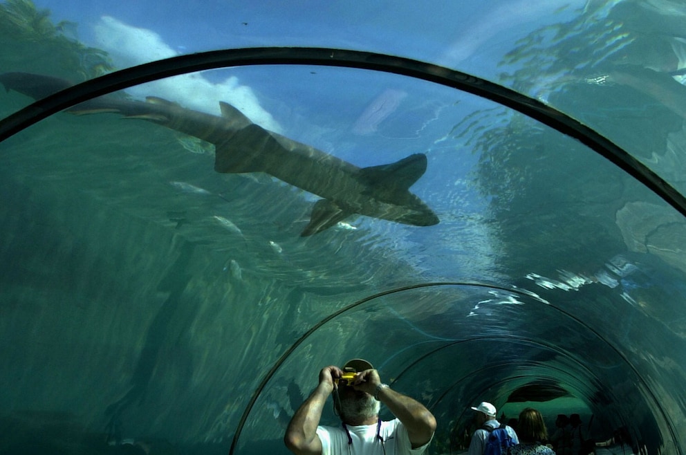 Marine Habitat At Atlantis ist ein Aquarium im Atlantis-Resort auf den Bahamas