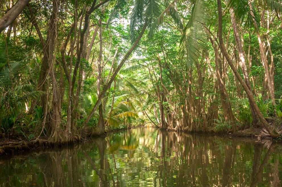 Indian River in Dominica