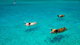Schwimmende Schweine auf den Bahamas