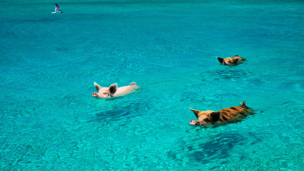 Schwimmende Schweine auf den Bahamas