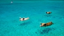 Schwimmende Schweine auf den Bahamas