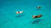 Schwimmende Schweine auf den Bahamas