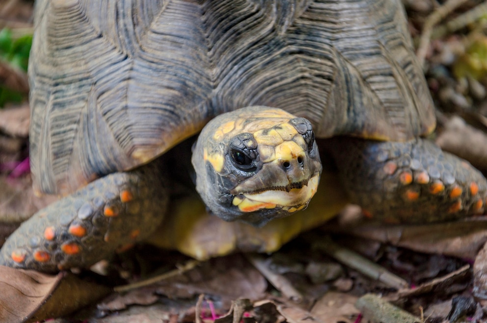 Schildkröte in Südamerika