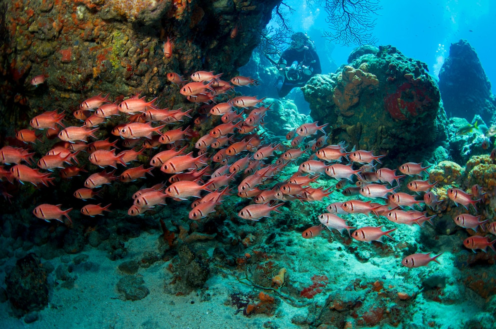 Taucher vor Dominica