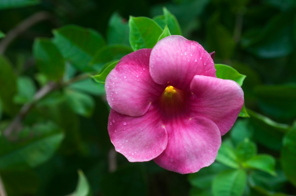 Botanischer Garten auf Dominica 