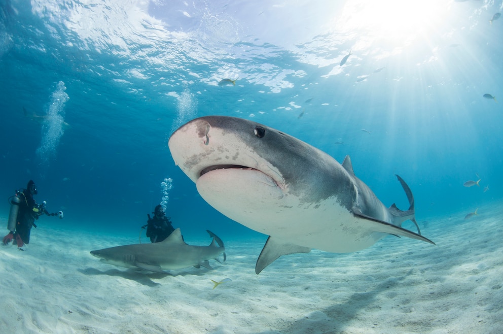 Haie vor den Bahamas