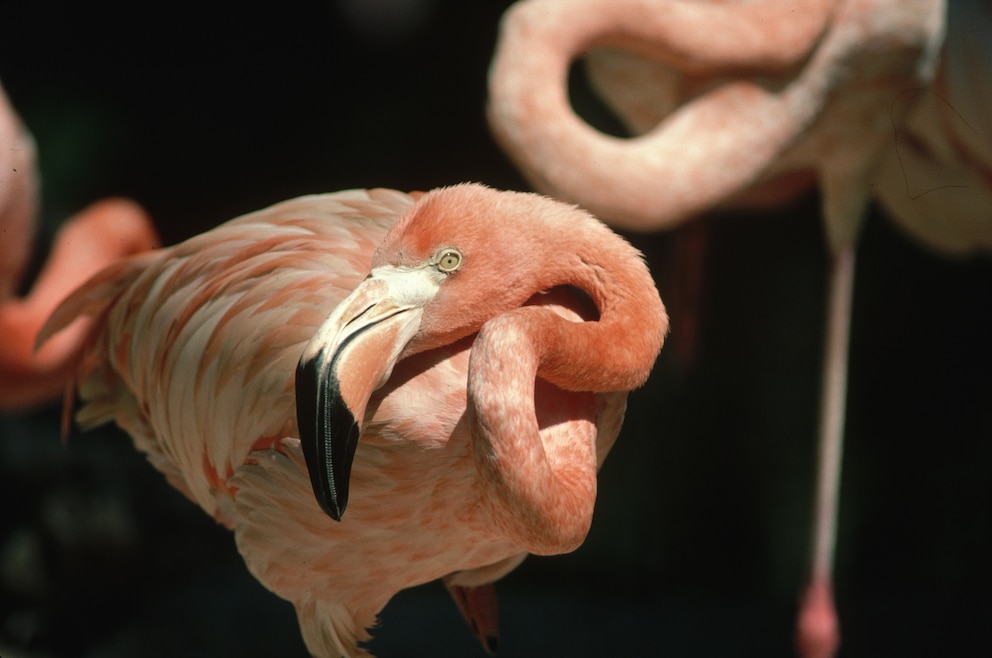 Der Inagua-Nationalpark  auf der gleichnamigen Insel auf den Bahamas beheimatet zahlreiche westindische Flamingos