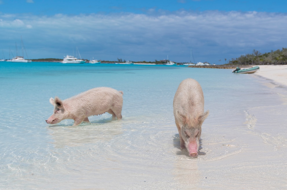 Pig Beach ist ein Strand auf Big Major Cay, Bahamas