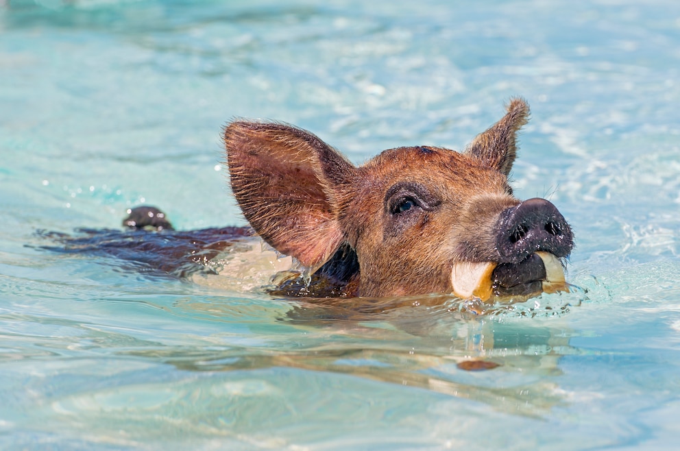 Schwein am Pig Beach auf den Bahamas