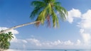 Der Paradise Beach aif Sansibar