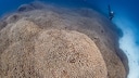 Forscher haben vor den Salomonen einen ganz besonderen Fund gemacht: die größte Koralle der Welt