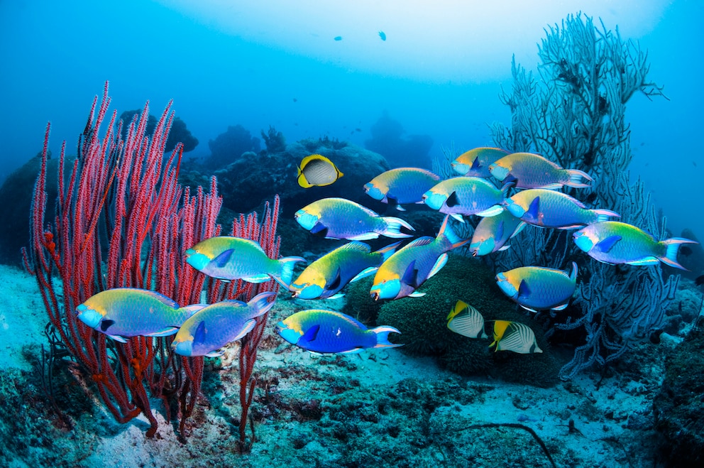 Papageifische sind nicht nur wunderschön anzusehen – sie sch… auch weißen Sand