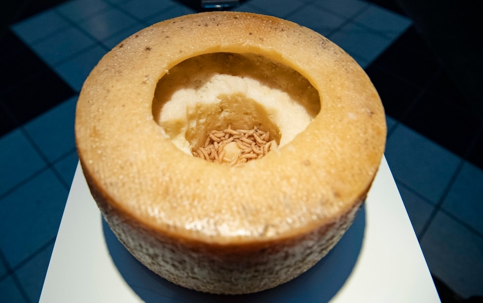 Casu marzu unter den unbeliebtesten Käsesorten Europas