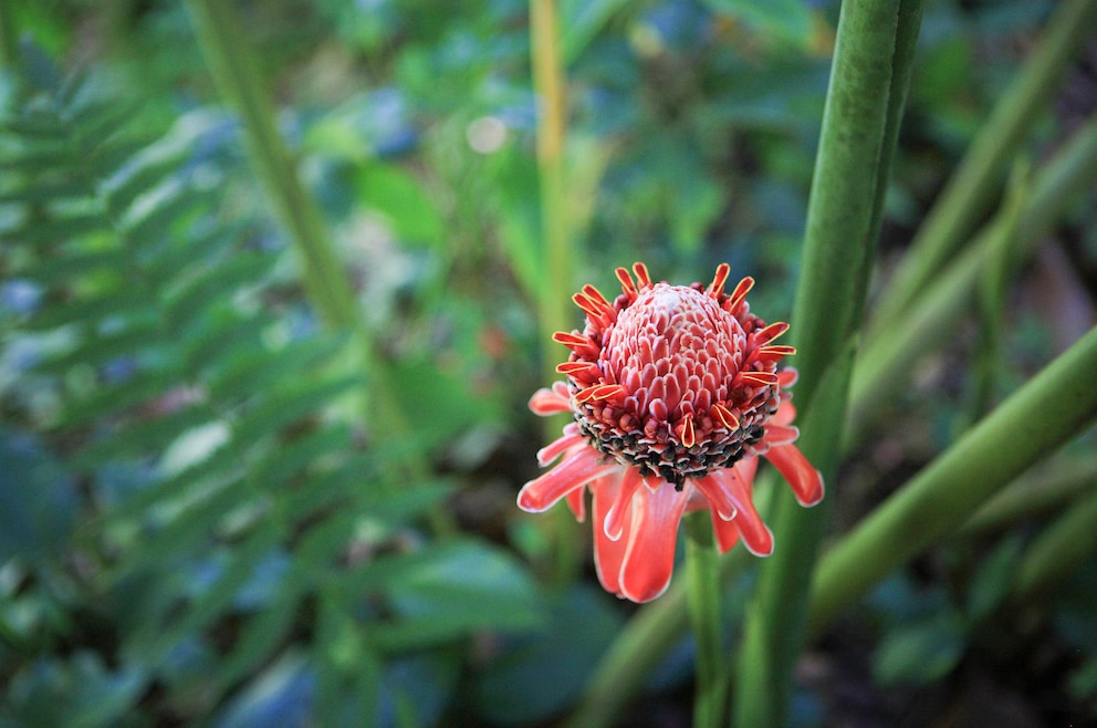 Jardin Botanique de Valombreuse